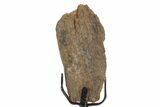 Fossil Hadrosaur Limb Bone Section w/ Metal Stand - South Dakota #339913-1